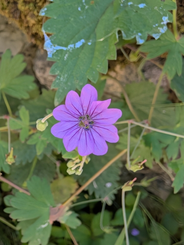 Hedgerow geranium (Geranium pyrenaicum)