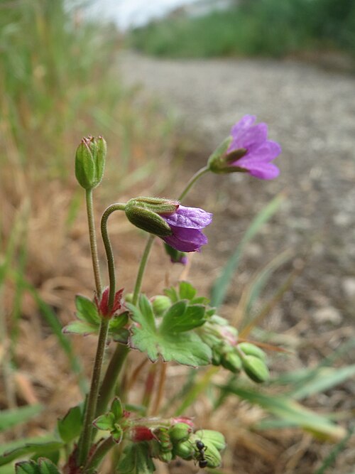 Hedgerow geranium: Pyrenäen-Storchschnabel ( Geranium pyrenaicum ) am Kraichbachdamm im Landschaftsschutzgebiet „Hockenheimer Rheinbogen“