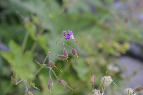 Geranium reflexum (Geranium reflexum)