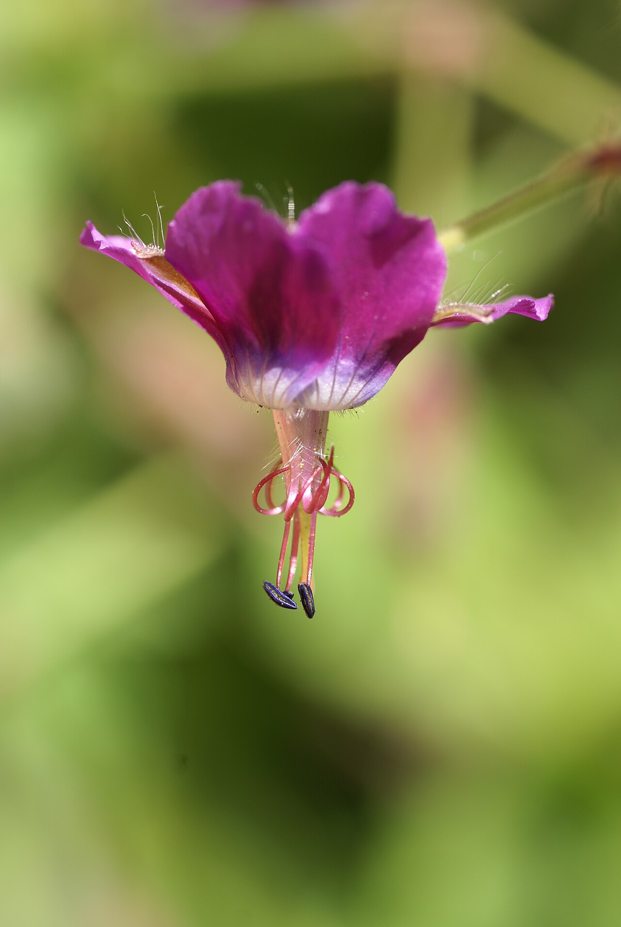Geranium reflexum: Plant species Geranium reflexum in a botanical garden in Uppsala, Sweden.