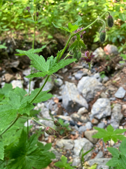 Geranium reflexum (Geranium reflexum)