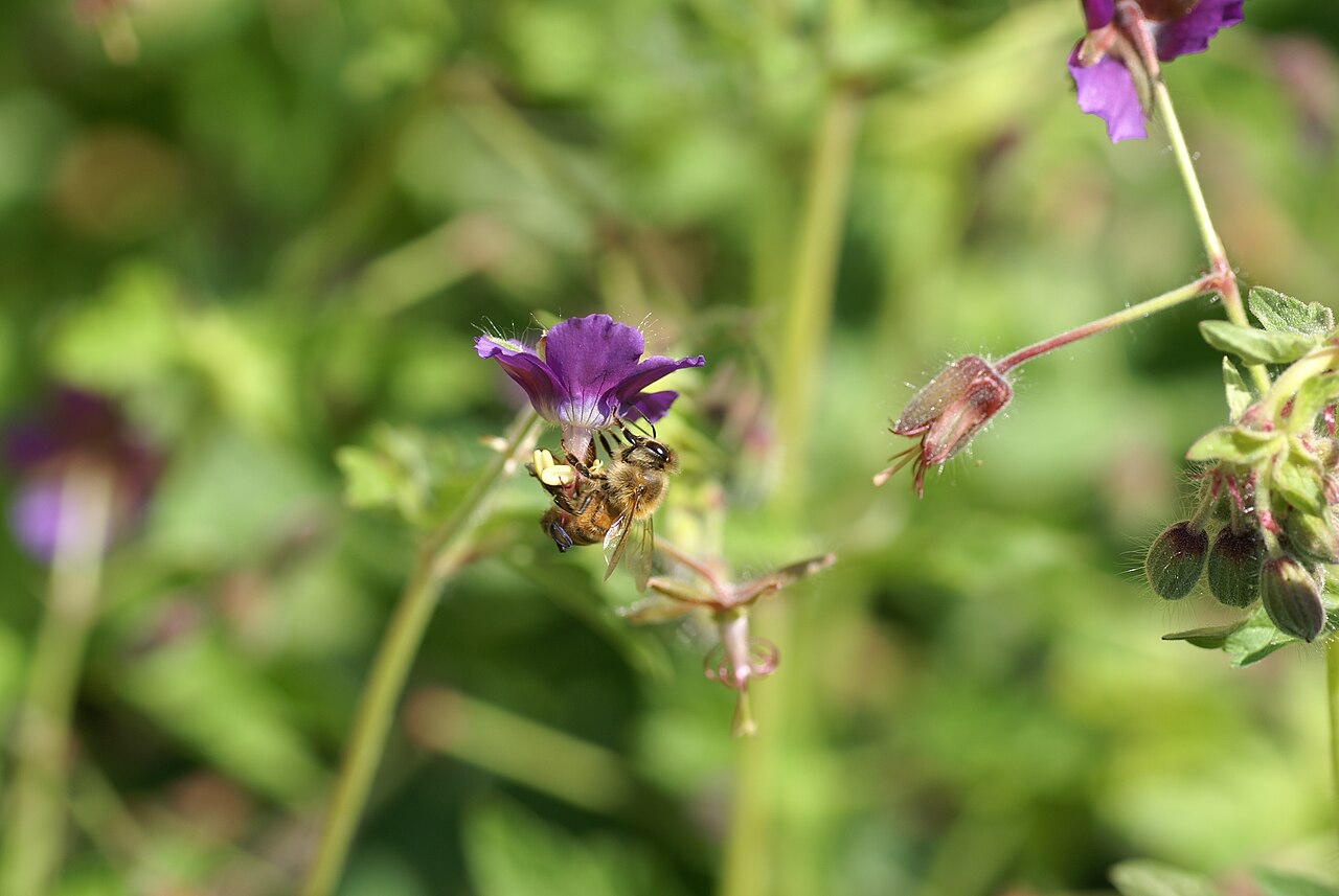 Geranium reflexum: Plant species Geranium reflexum in a botanical garden in Uppsala, Sweden.
