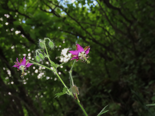 Geranium reflexum (Geranium reflexum)