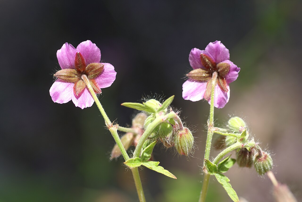 Geranium reflexum: Plant species Geranium reflexum in a botanical garden in Uppsala, Sweden.