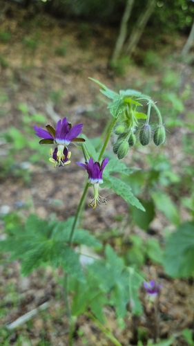 Geranium reflexum (Geranium reflexum)