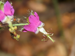 Geranium reflexum (Geranium reflexum)