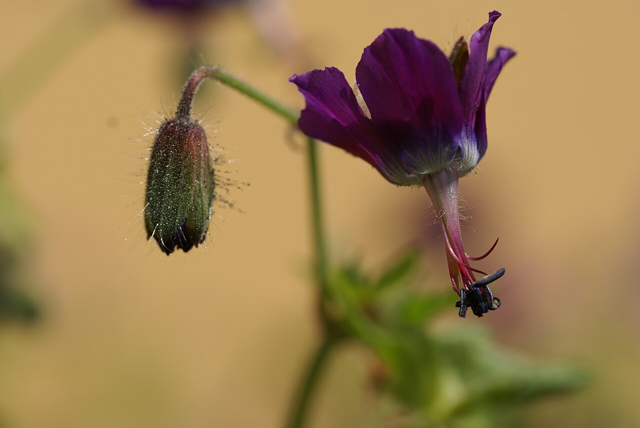 Geranium reflexum: Plant species Geranium reflexum in a botanical garden in Uppsala, Sweden.