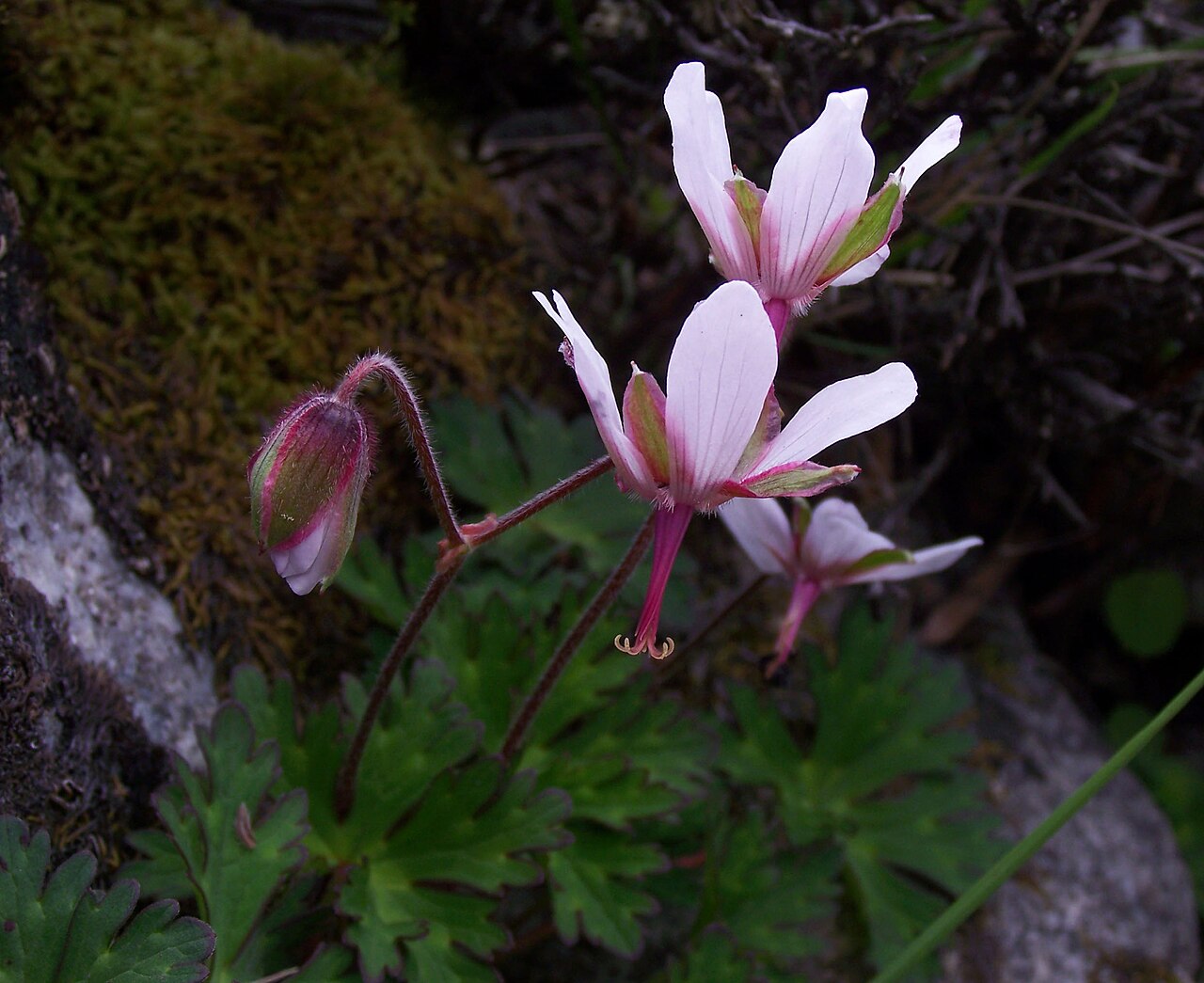 Geranium refractum: Geranium refractum , July, 4900 m, near Chhukung, Khumbu region, Nepal. See User:Woudloper/Himalayan flora .