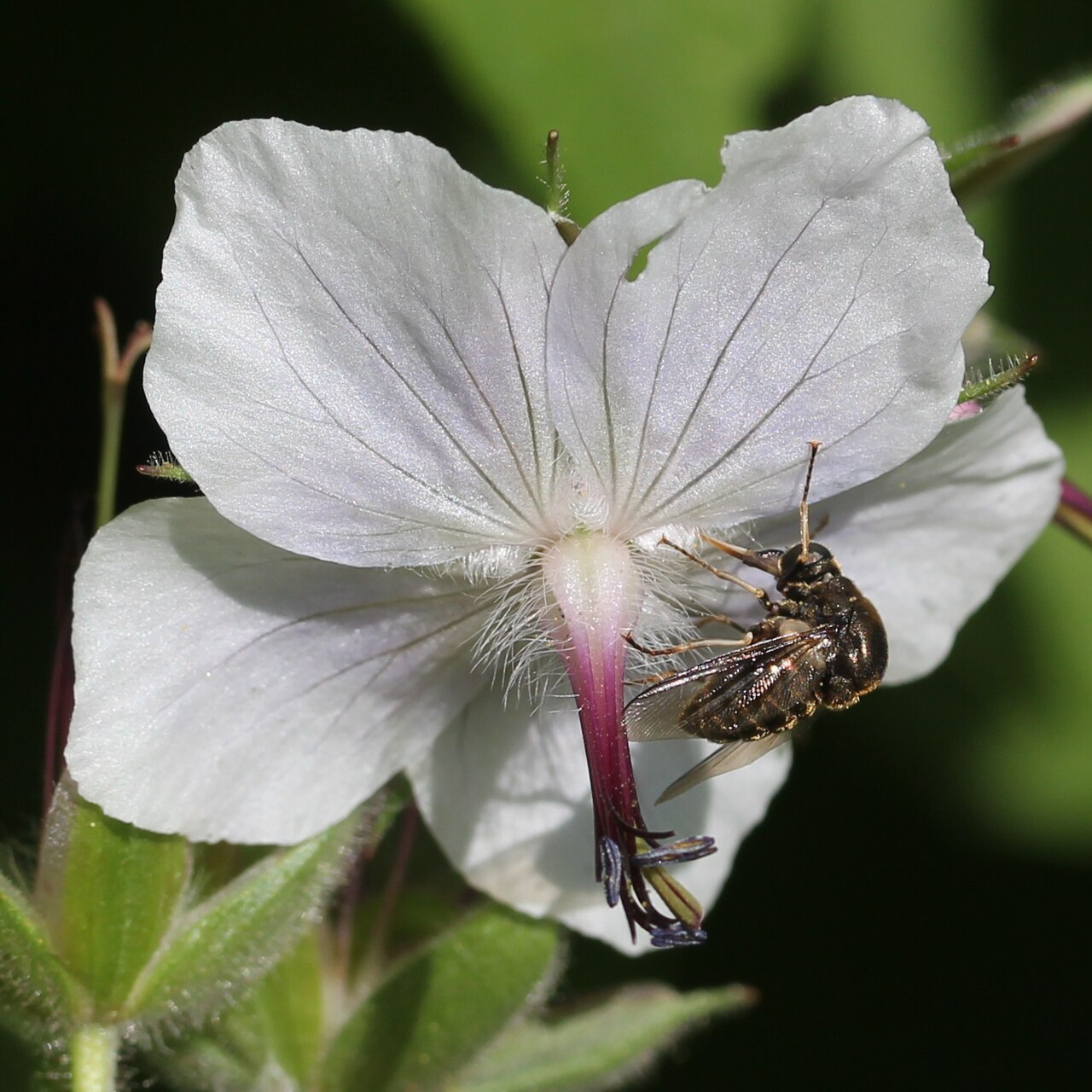 Geranium reinii: Geranium onoei var. onoei f. onoei , in Mount Haku , Shirakawa village , Gifu prefecture Japan .