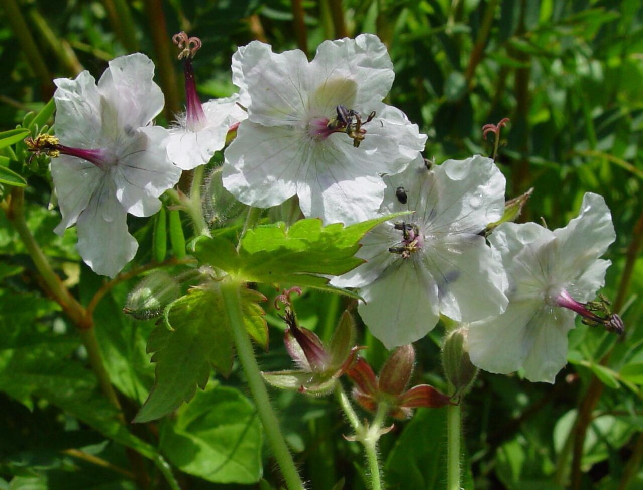 Geranium reinii: Geranium onoei var. onoei f. onoei , in Mount Hakusanshaka, Hakusan , Ishikawa prefecture Japan .