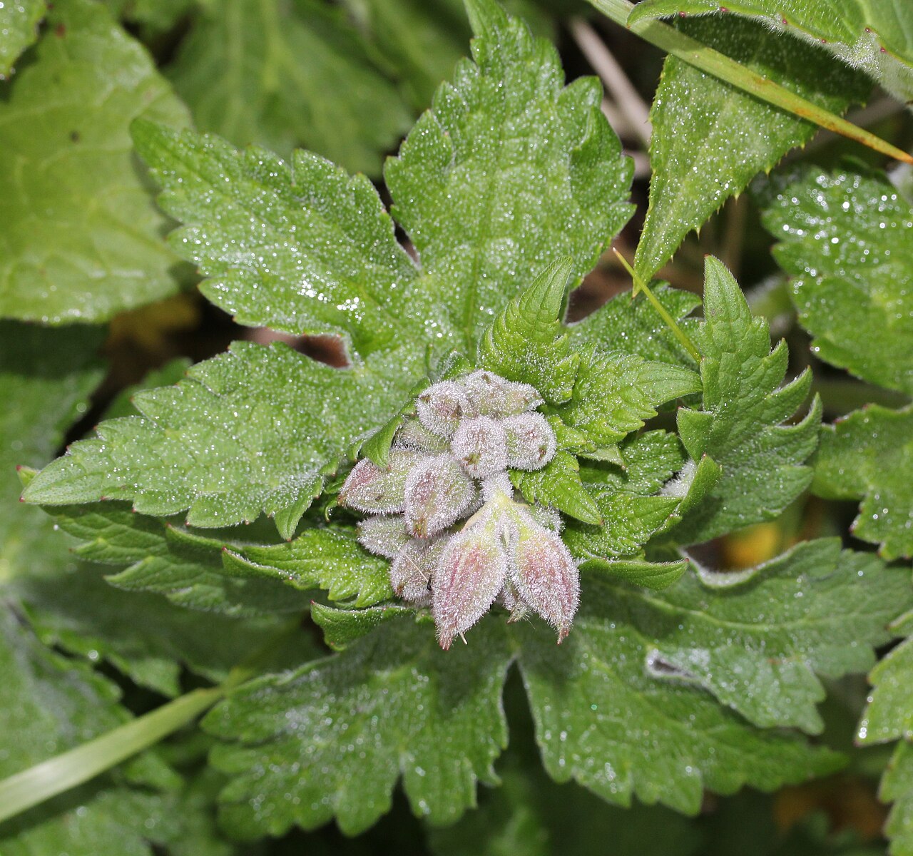 Geranium reinii: Geranium onoei var. onoei f. onoei , in Mount Sannomine , Takayama , Gifu prefecture Japan .