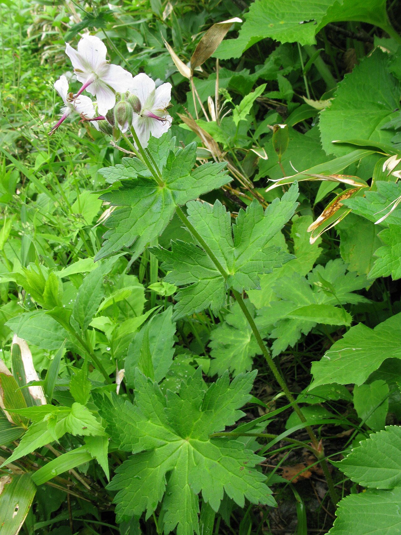 Geranium reinii: Geranium eriostemon var. reinii , Mt. Bandaisan, Fukushima pref., Japan