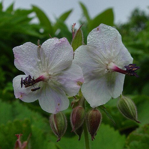 Geranium reinii: Geranium onoei var. onoei f. onoei , in Mount Haku , , Shirakawa village , Gifu prefecture Japan .