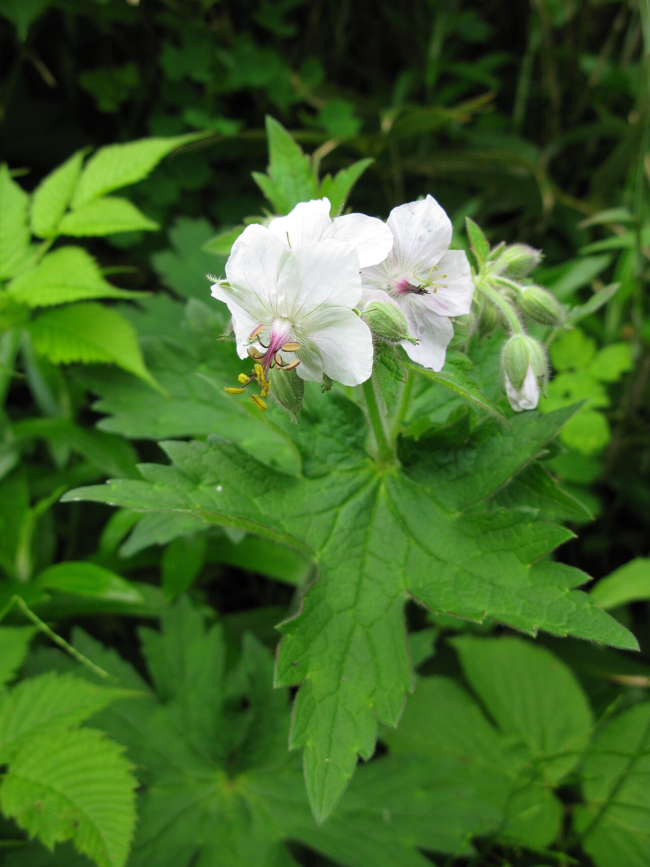 Geranium reinii: Geranium eriostemon var. reinii , Mt. Bandaisan, Fukushima pref., Japan