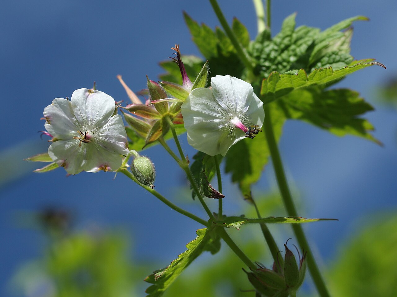 Geranium reinii: Geranium onoei var. onoei f. onoei , in Mount Haku , Shirakawa village , Gifu prefecture Japan .