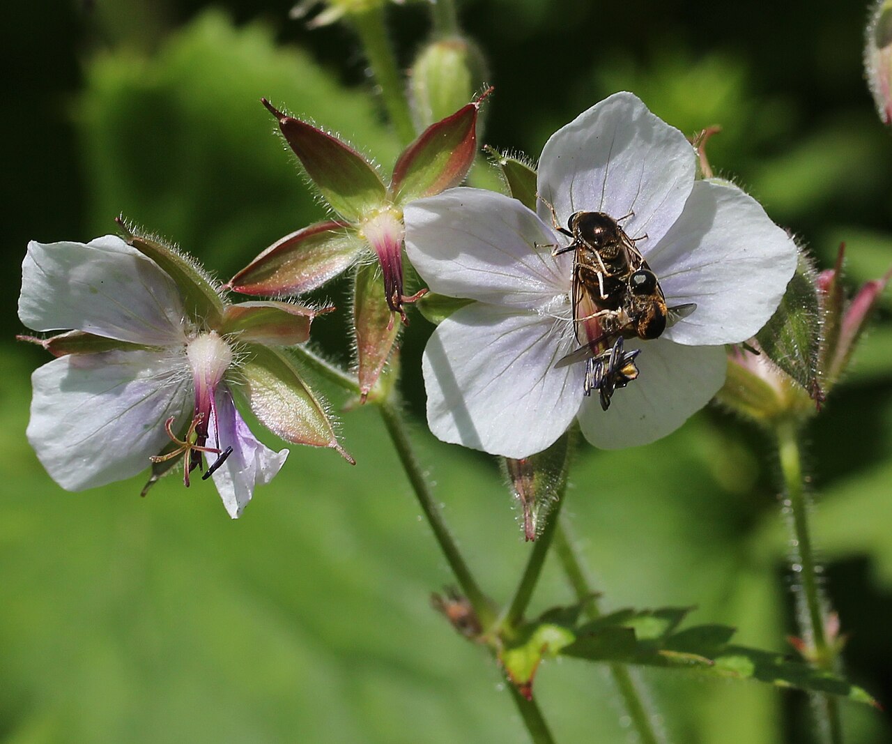 Geranium reinii: Geranium onoei var. onoei f. onoei , in Mount Haku , Shirakawa village , Gifu prefecture Japan .