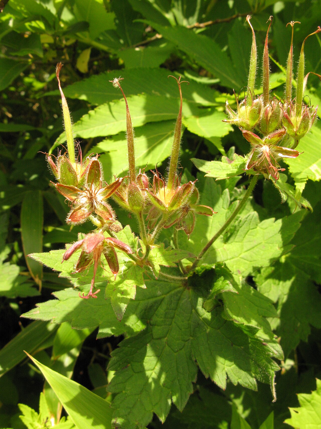 Geranium reinii: Geranium eriostemon var. reinii , Mt. Bandaisan, Fukushima pref., Japan