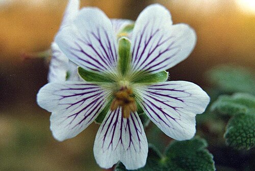 Cranesbill: Geranium renardii