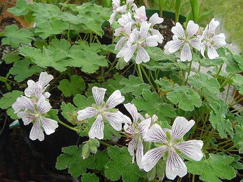 Cranesbill: Geranium renardii