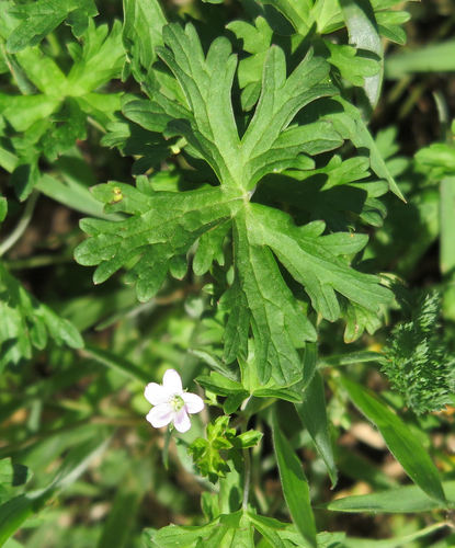 New Zealand geranium (Geranium retrorsum)