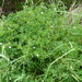 New Zealand geranium (Geranium retrorsum)