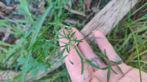 New Zealand geranium (Geranium retrorsum)