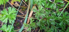 New Zealand geranium (Geranium retrorsum)