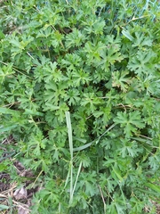 New Zealand geranium (Geranium retrorsum)