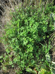 New Zealand geranium (Geranium retrorsum)