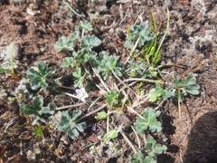 New Zealand geranium (Geranium retrorsum)