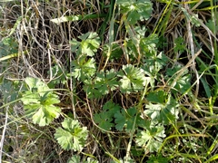 New Zealand geranium (Geranium retrorsum)