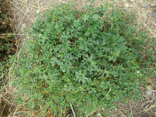 New Zealand geranium (Geranium retrorsum)