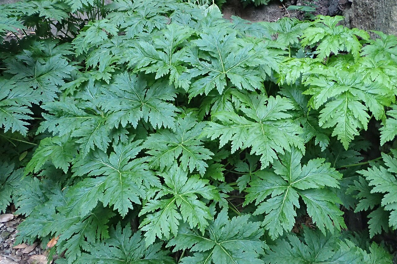 Geranium reuteri: Geranium reuteri in Anaga, Tenerife, Canary Island