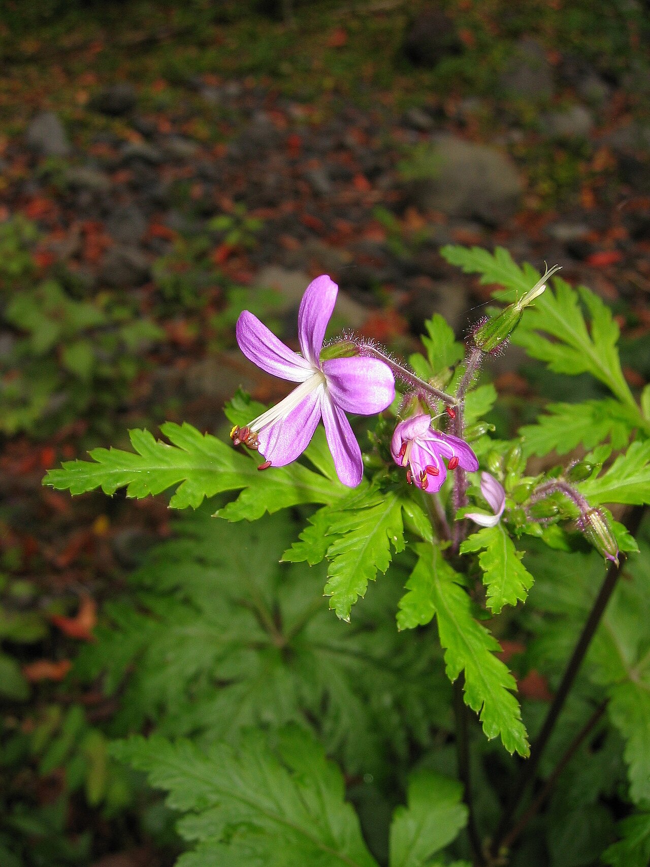 Geranium reuteri: Geranium canariense , Cubo de la Galga, La Palma, Spain