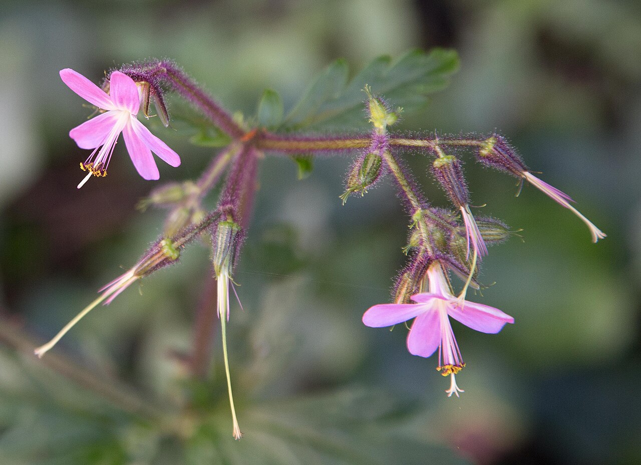 Geranium reuteri: Flowers of Geranium reuteri , photographed at Pijaral, Anaga Peninsula, Tenerife, Canary Islands