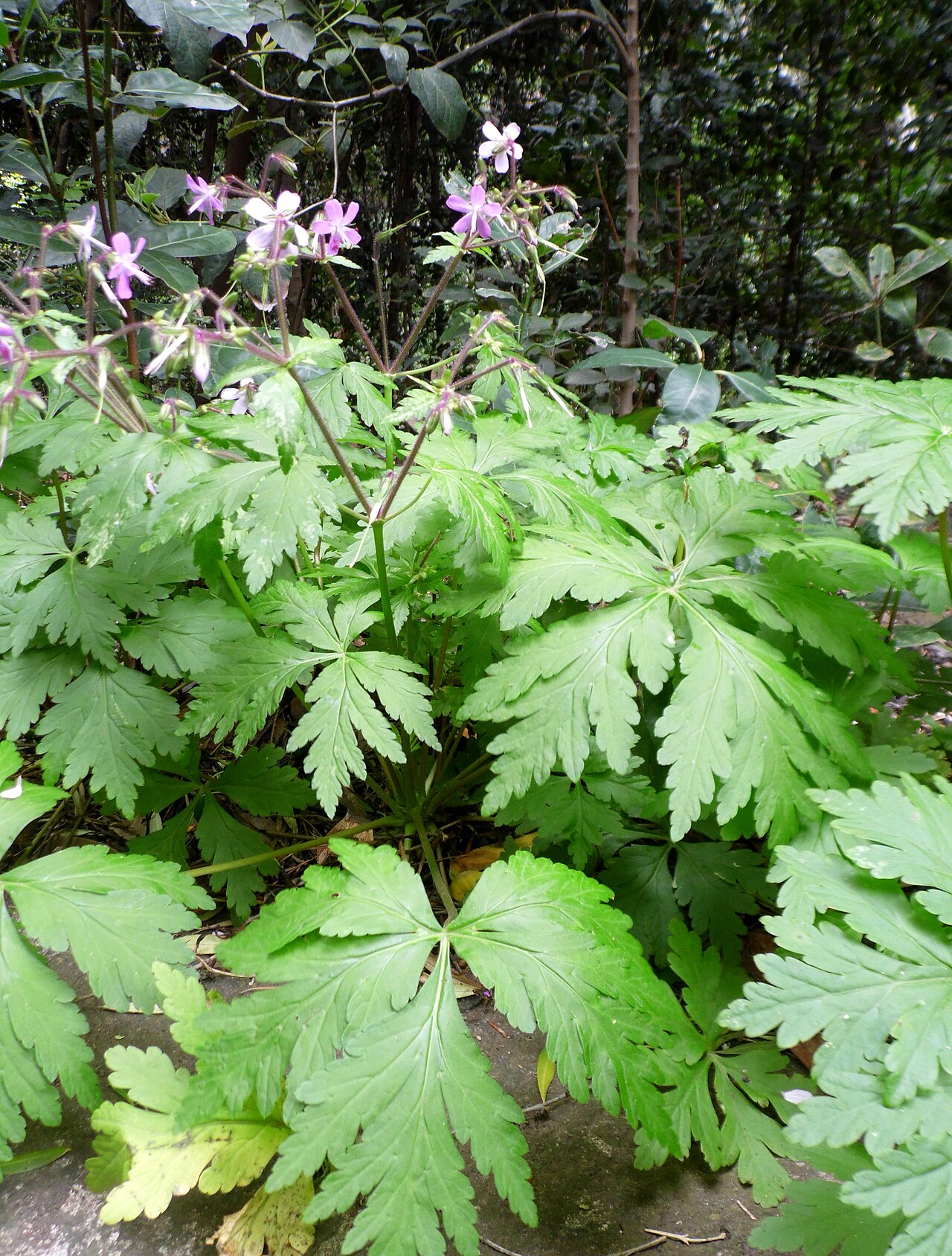 Geranium reuteri: Geranium reuteri in the Jardín Botánico Canario Viera y Clavijo .