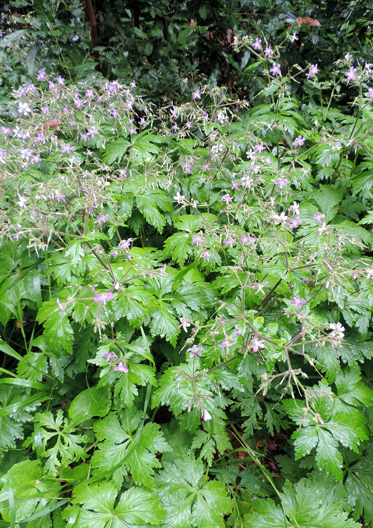 Geranium reuteri: Geranium reuteri in the Jardín Botánico Canario Viera y Clavijo .