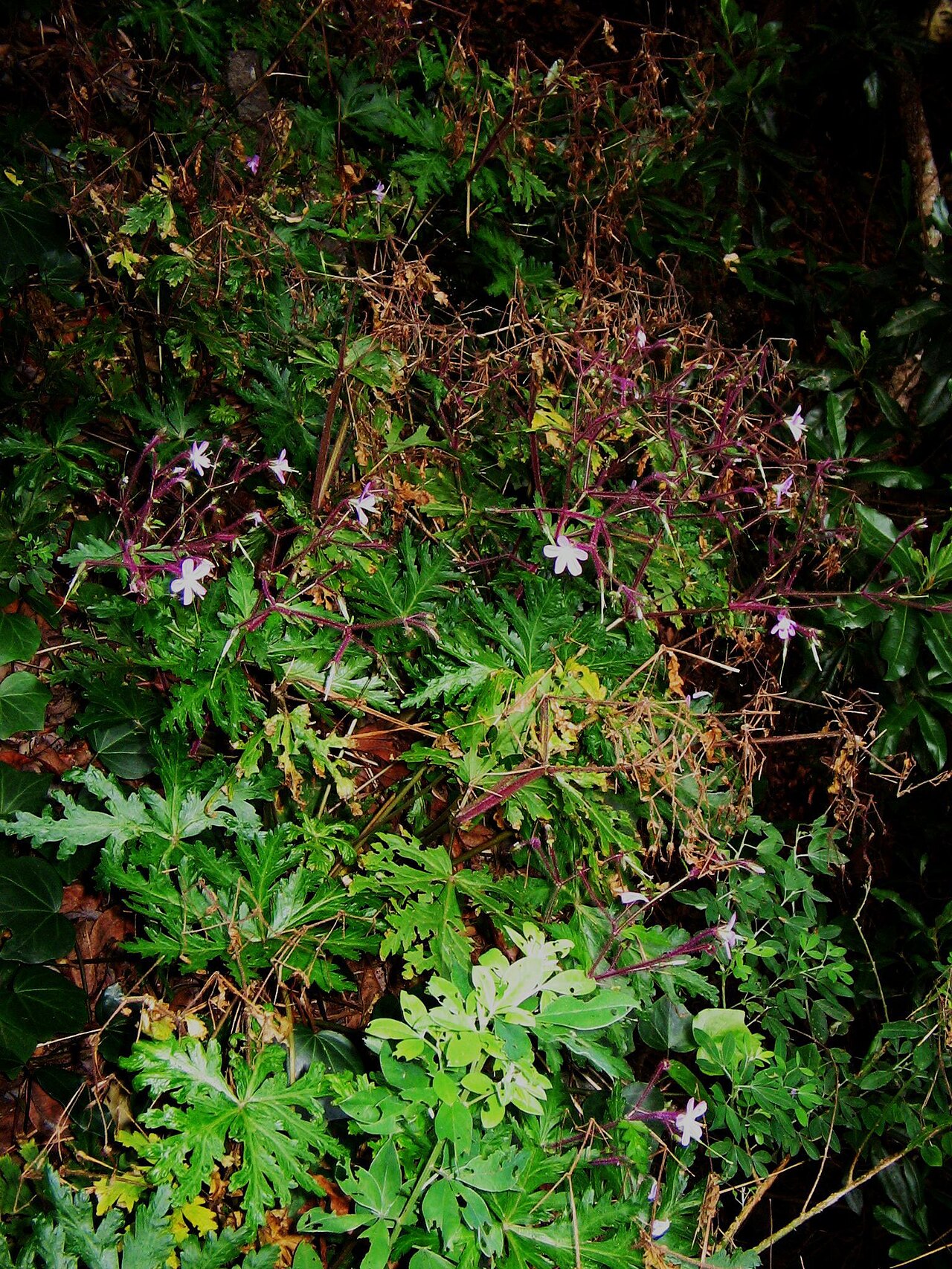 Geranium reuteri: Geranium reuteri photographié à La Palma