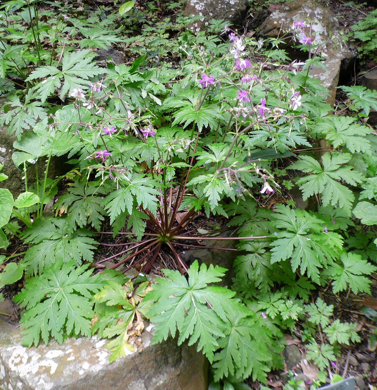 Geranium reuteri: Geranium reuteri in the Jardín Botánico Canario Viera y Clavijo .