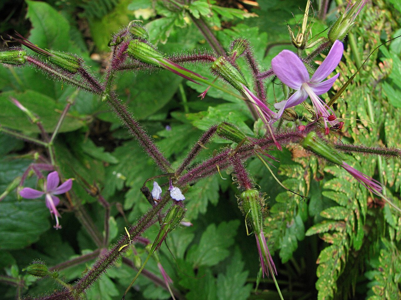 Geranium reuteri: Geranio Canario o Pata de Gallo