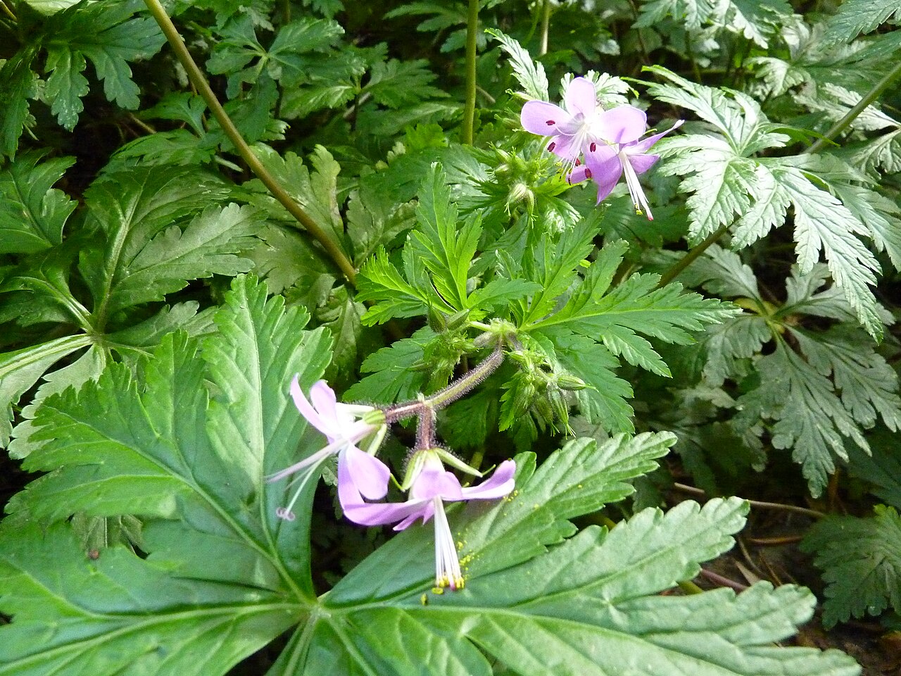 Geranium reuteri: Geranium reuteri in the Jardín Botánico Canario Viera y Clavijo .