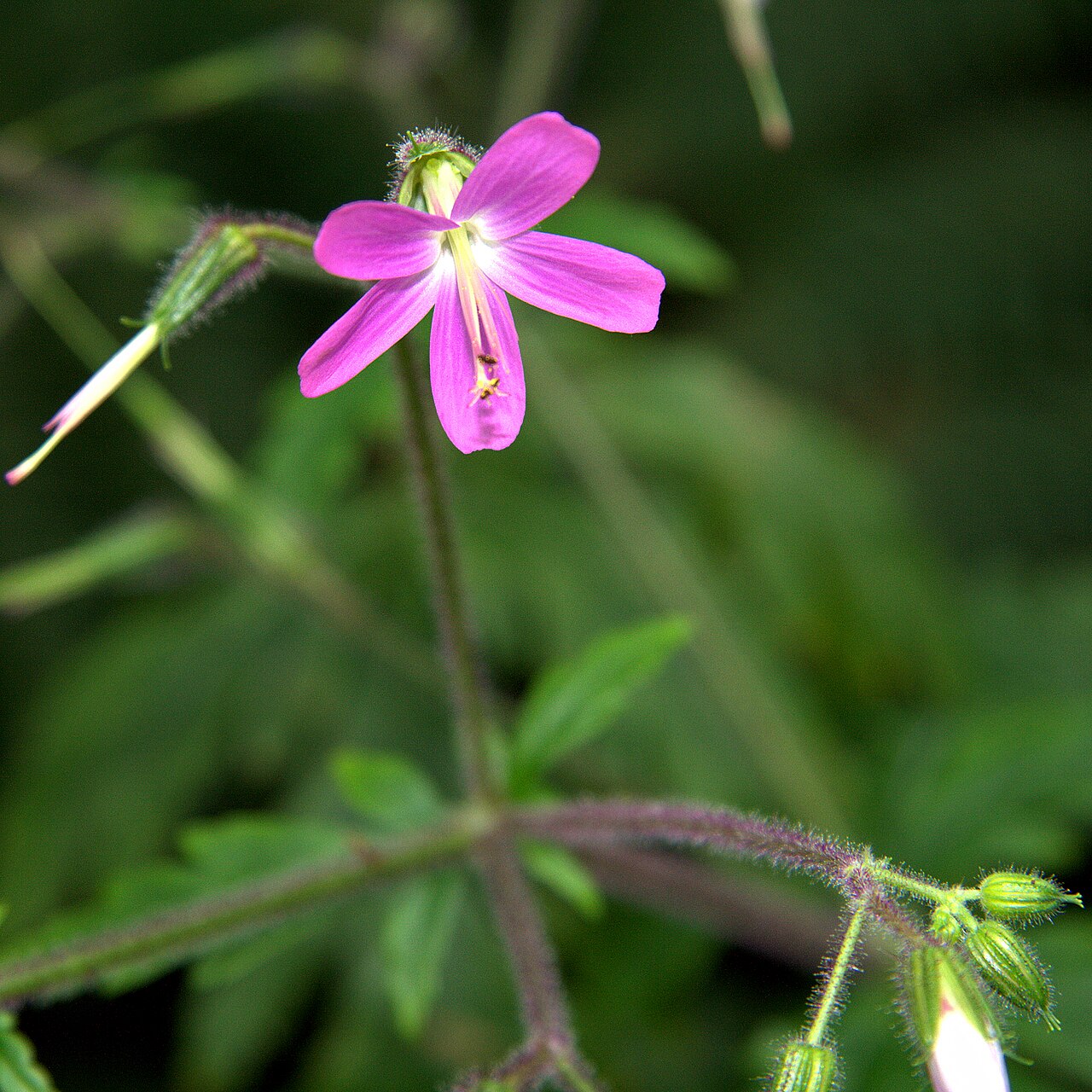 Geranium reuteri: Geranium canariensis