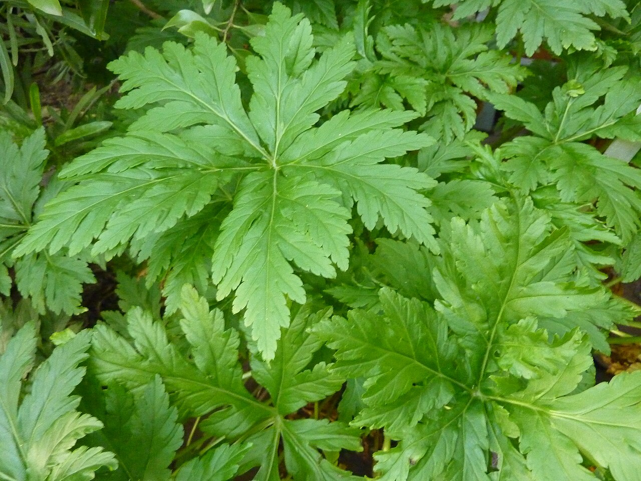 Geranium reuteri: Geranium canariense in the Botanical Garden, Berlin