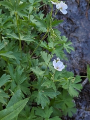 Richardson's geranium (Geranium richardsonii)