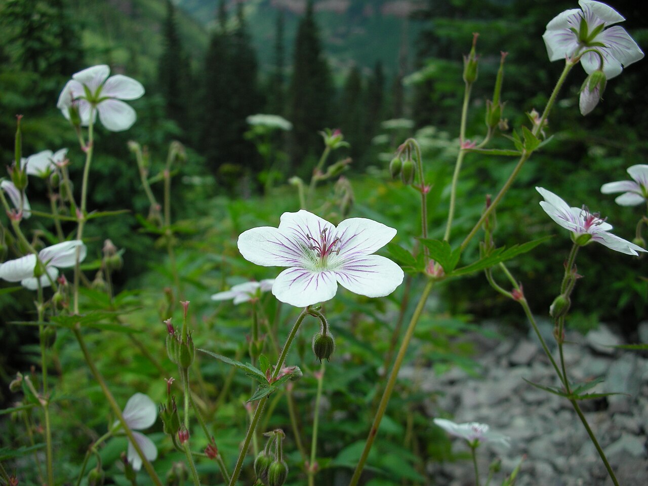 Richardson's geranium: Geranium richardsonii flowers near Bridal Veil Falls in Telluride, Colorado.