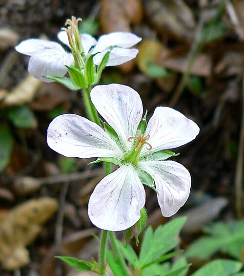 Richardson's geranium: Geranium richardsonii at the University of California Botanical Garden , Berkeley, California