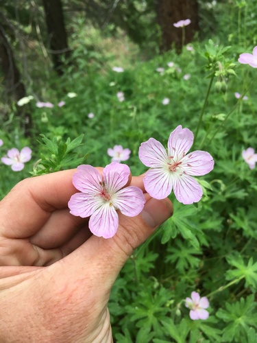 Richardson's geranium (Geranium richardsonii)