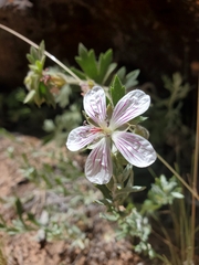Richardson's geranium (Geranium richardsonii)
