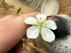 Richardson's geranium (Geranium richardsonii)