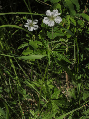 Richardson's geranium (Geranium richardsonii)